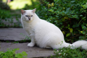 Lilac Point Mitted