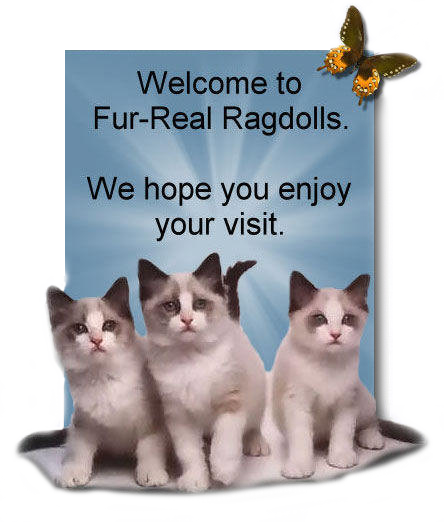 furreal ragdoll