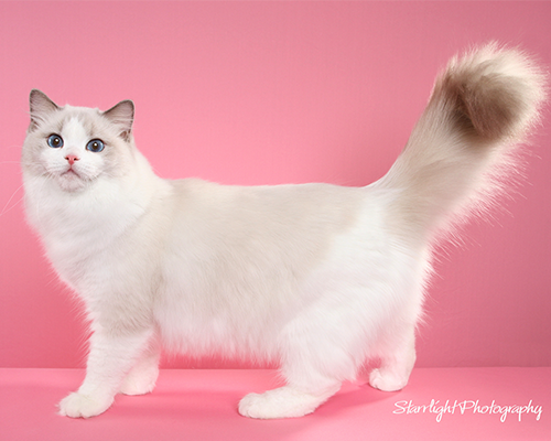 furreal ragdoll