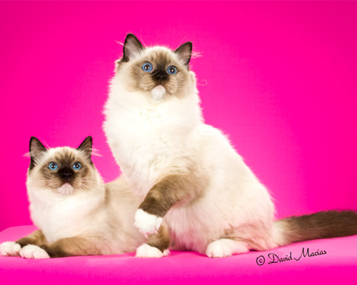 Seal Point Mitted