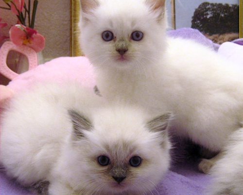 Color Point Kittens